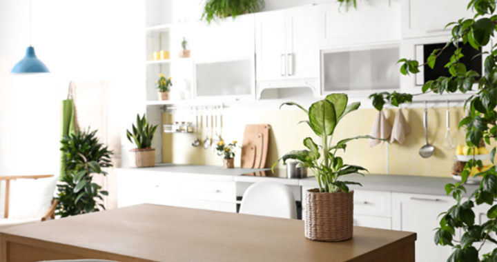 Comment sublimer sa cuisine avec des plantes?